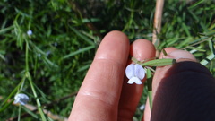 Vicia tetrasperma