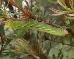 Coequosa triangularis