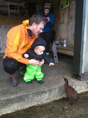 Gallirallus australis scotti