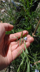 Vicia tetrasperma