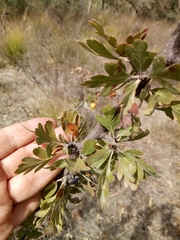 Crataegus azarolus var. aronia image