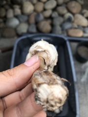 Chlorophyllum molybdites