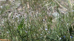 Vicia tetrasperma