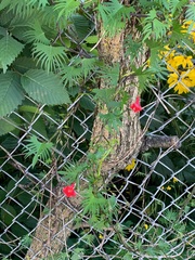 Ipomoea × multifida