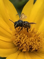 Paranthidium jugatorium
