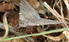 Dichromodes atrosignata