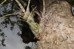 Tillandsia flexuosa
