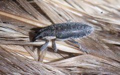 Scaphomorphus