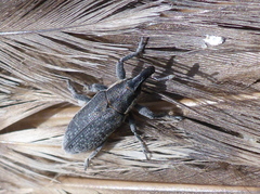 Scaphomorphus