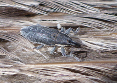 Scaphomorphus