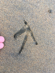 Gallirallus australis scotti