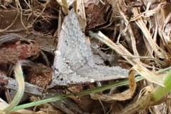 Dichromodes atrosignata