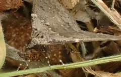 Dichromodes atrosignata