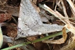 Dichromodes atrosignata