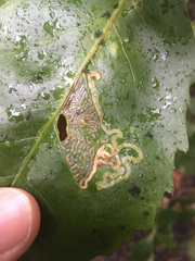 Eumetriochroa panacivermiforma