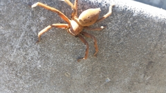 Neosparassus patellatus