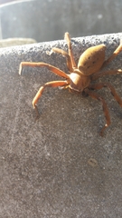 Neosparassus patellatus