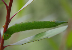 Coequosa triangularis