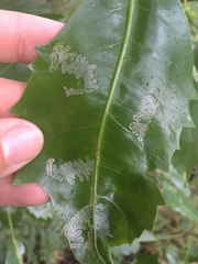 Eumetriochroa panacivermiforma