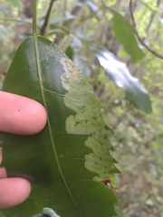 Eumetriochroa panacivermiforma