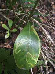 Corythoxestis zorionella