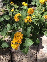 Lantana × hybrida