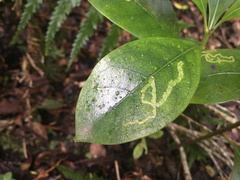 Corythoxestis zorionella