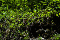 Parnassia glauca