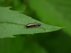 Apterygida albipennis