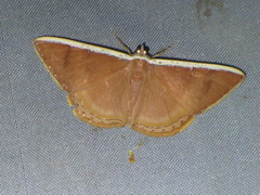 Palyas