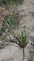 Baccharis trimera