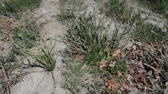 Baccharis trimera