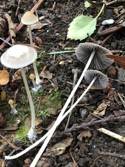Psathyrella gracilis