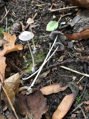 Psathyrella gracilis