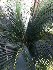 Macrozamia