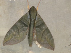Eumorpha phorbas