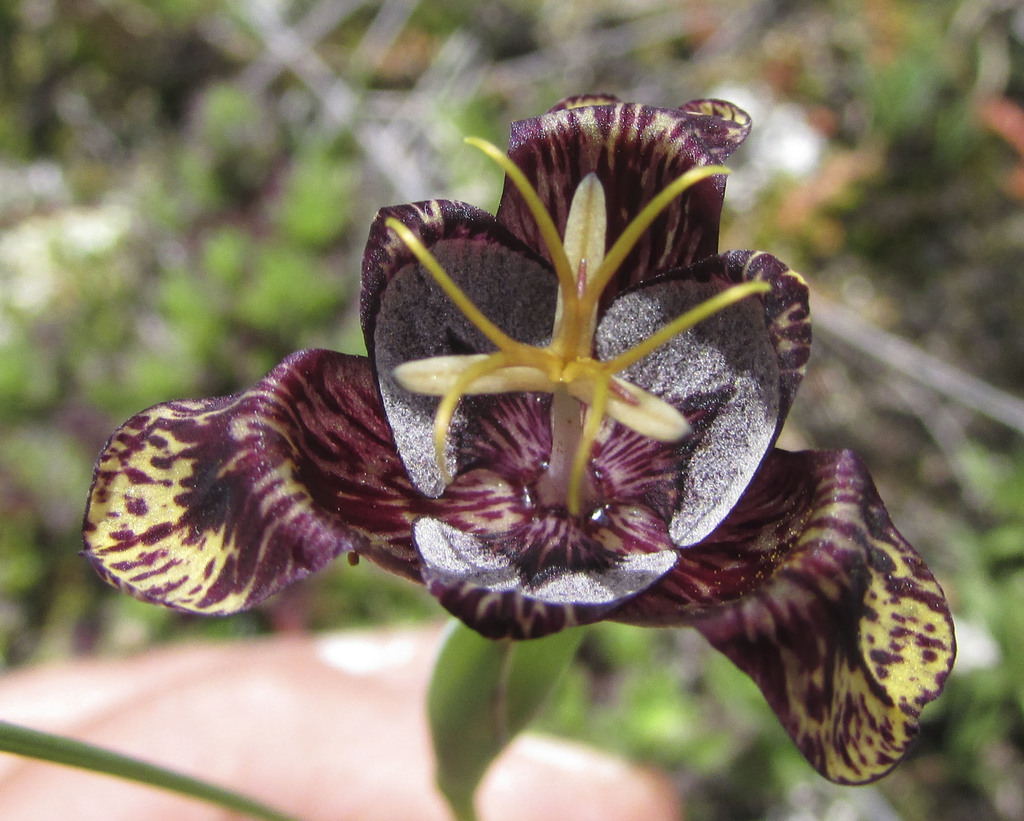 Tigridia bicolor