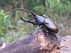 Dynastes septentrionalis