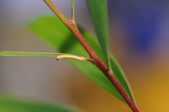 Coequosa triangularis