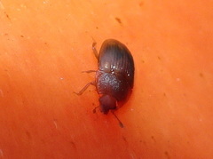 Stelidota geminata
