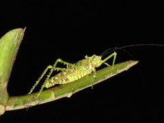 Championica montana