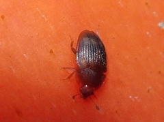Stelidota geminata