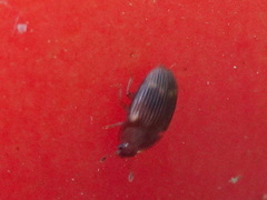 Stelidota geminata