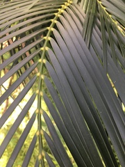 Macrozamia