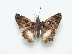 Noctuana lactifera