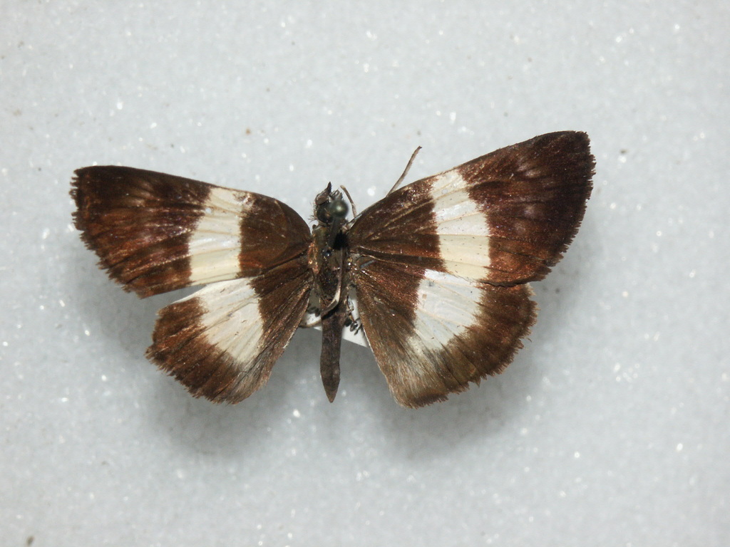 Thoria Skipper