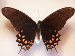 Mimoides thymbraeus thymbraeus