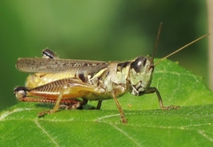 Melanoplus propinquus