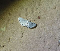 Pycnarmon meritalis