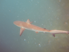 Carcharhinus galapagensis